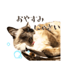 まろ猫のまろやかスタンプ（個別スタンプ：16）