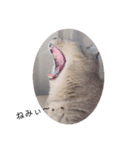 ねこ と くらす（個別スタンプ：1）