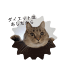 ねこ と くらす（個別スタンプ：2）