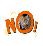 ねこ と くらす（個別スタンプ：3）