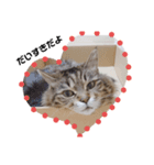 ねこ と くらす（個別スタンプ：5）