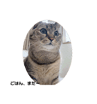 ねこ と くらす（個別スタンプ：6）