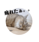 ねこ と くらす（個別スタンプ：7）