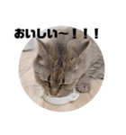 ねこ と くらす（個別スタンプ：8）