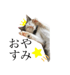 伊藤家の猫様（個別スタンプ：1）