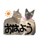 伊藤家の猫様（個別スタンプ：2）