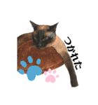 伊藤家の猫様（個別スタンプ：4）