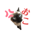 伊藤家の猫様（個別スタンプ：5）