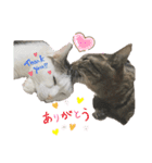 伊藤家の猫様（個別スタンプ：6）