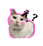 伊藤家の猫様（個別スタンプ：7）