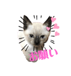 伊藤家の猫様（個別スタンプ：9）