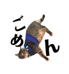 伊藤家の猫様（個別スタンプ：10）