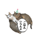 伊藤家の猫様（個別スタンプ：11）