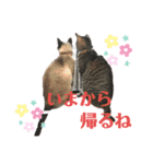 伊藤家の猫様（個別スタンプ：12）