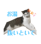 伊藤家の猫様（個別スタンプ：13）