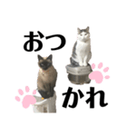 伊藤家の猫様（個別スタンプ：14）