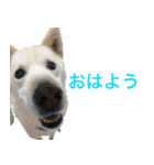 うちの いぬ ねこ（個別スタンプ：1）