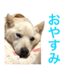 うちの いぬ ねこ（個別スタンプ：2）
