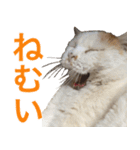 うちの いぬ ねこ（個別スタンプ：3）