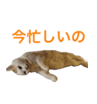 うちの いぬ ねこ（個別スタンプ：4）