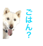 うちの いぬ ねこ（個別スタンプ：5）