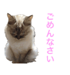 うちの いぬ ねこ（個別スタンプ：7）