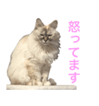 うちの いぬ ねこ（個別スタンプ：8）