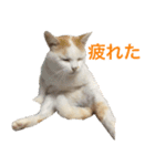 うちの いぬ ねこ（個別スタンプ：9）