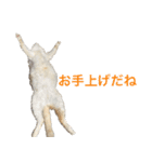 うちの いぬ ねこ（個別スタンプ：10）