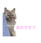 うちの いぬ ねこ（個別スタンプ：11）