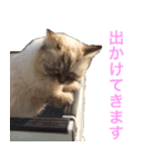 うちの いぬ ねこ（個別スタンプ：12）