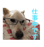 うちの いぬ ねこ（個別スタンプ：13）