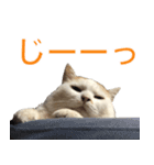 うちの いぬ ねこ（個別スタンプ：14）