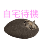 うちの いぬ ねこ（個別スタンプ：15）