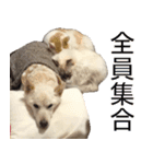 うちの いぬ ねこ（個別スタンプ：16）