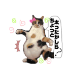 ぶちぶちのギズモ（個別スタンプ：5）