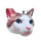 猫のミーちゃんの1日（個別スタンプ：1）