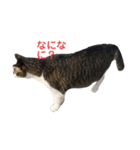 猫のミーちゃんの1日（個別スタンプ：2）