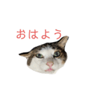 猫のミーちゃんの1日（個別スタンプ：4）