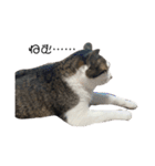 猫のミーちゃんの1日（個別スタンプ：6）