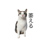 猫のミーちゃんの1日（個別スタンプ：13）