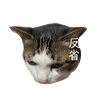猫のミーちゃんの1日（個別スタンプ：17）
