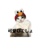 猫のミーちゃんの1日（個別スタンプ：19）