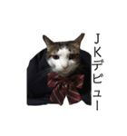 猫のミーちゃんの1日（個別スタンプ：20）