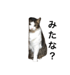 猫のミーちゃんの1日（個別スタンプ：23）
