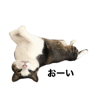 猫のミーちゃんの1日（個別スタンプ：25）