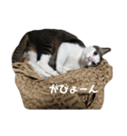 猫のミーちゃんの1日（個別スタンプ：26）