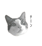猫のミーちゃんの1日（個別スタンプ：27）
