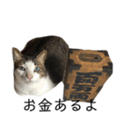 猫のミーちゃんの1日（個別スタンプ：28）