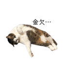 猫のミーちゃんの1日（個別スタンプ：29）